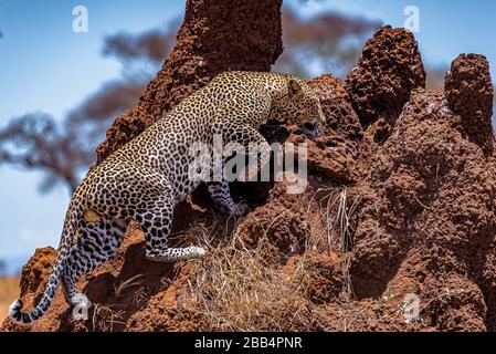 Afrikanischer Leopard, der eine felsige Klippe unter einem bewölkten Himmel klettert Stockfoto