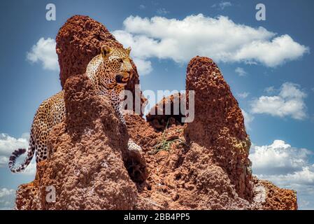 Afrikanischer Leopard, der eine felsige Klippe unter einem bewölkten Himmel klettert Stockfoto