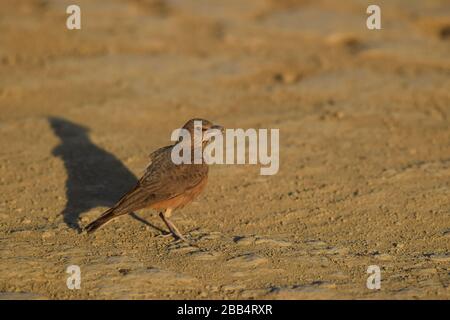 Die Rufous-tailed Lark, auch bekannt als Rufous tailed Finch Lark ist ein Bodenvogel, der in trockenen, offenen steinigen Lebensräumen Indiens und Pakistans vorkommt Stockfoto