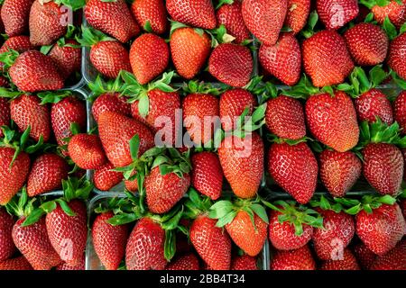 Hintergrund aus erntefrischen Erdbeeren direkt über Stockfoto
