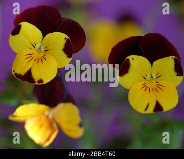 Yeloow und violett / lila Pansie / Viola dreifarbige Blüte Frühlingsblume Nahaufnahme Makro. Stockfoto