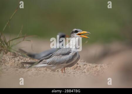 Der Fluss Tern ( Sterna aurantia) ruht auf dem Boden Stockfoto