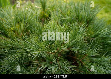 Nahaufnahme der Nadeln auf einem Pinus mugo varella, Zwergbergkoniferen in einem englischen Hüttengarten. Stockfoto