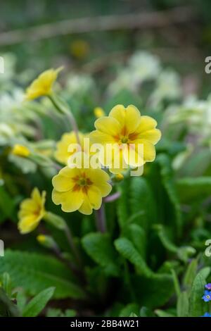 Primula veris oder häufiger Cowslip, der im Frühjahr auf einem englischen Holzboden wächst. Stockfoto