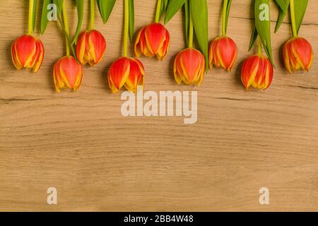 Frische rote und gelbe Tulpenblumen mit grünen Blättern, die in einer Reihe auf einem Holztisch platziert werden, Kopierraum, Draufsicht, flacher Grundriss. Stockfoto