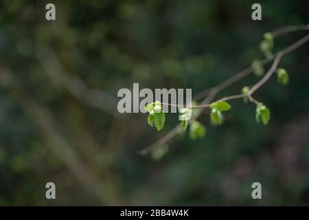 Neue Blätter auf einem Hazelbaum [Corylus avellana] in der englischen Landschaft im Frühling. Stockfoto