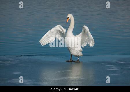 Schöner weißer stumm schwan mit orangefarbenem Schnabel, der auf einem gefrorenen See steht, der ihre Flügel ausstreckt, sonniger Wintertag, Wasser mit Spiegelung des blauen Himmels. Stockfoto