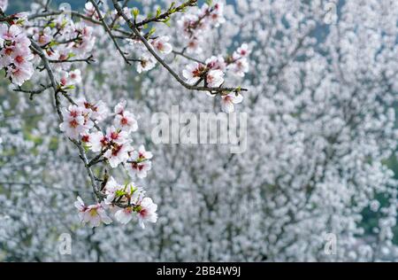 Verzweigung mit weißen Mandelblüten über blühenden Mandelbäumen im Hintergrund mit Kopierraum, selektivem Fokus Stockfoto