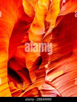 Die glatten geschwungenen Wände aus rotem Navajo-Sandstein des Rattlesnake Canyon, einer der berühmten Slot Canyons in den Navajo landet in der Nähe von Page Arizona, USA Stockfoto