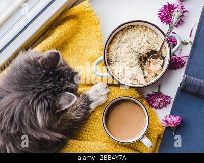 Junge kitty liegend auf einer Fensterbank Stockfoto