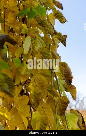 Weinende Maulbeere - (morus alba Pendula) im Herbst mit grünen und gelben Blättern. Botanisches Arboretum, Niemcza, Polen Stockfoto