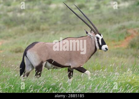 Gemsbok (Oryx gazella), Erwachsene Männer, die im hohen Gras laufen, Kgalagadi Transfrontier Park, Nordkaper, Südafrika, Afrika Stockfoto