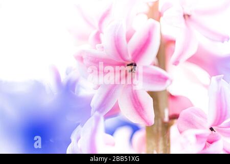 Frische Glühbirnen aus dem frühen Frühling, violett und pink, in Land (Garten), Gladiolus und Hyazinthe angebaut. Mit Hyazinthen beblüht. Federboden Stockfoto
