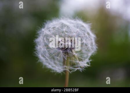 Nahaufnahme eines auf dem Feld wachsenden Löwenzahn Stockfoto