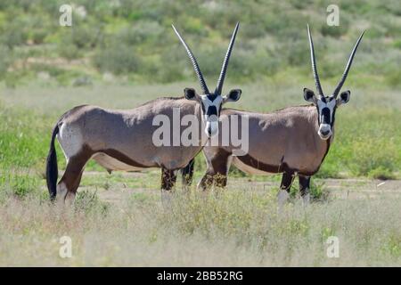 Gemsboks (Oryx gazella), Erwachsene, männlich und weiblich, Kgalagadi Transfrontier Park, Northern Cape, Südafrika, Afrika Stockfoto