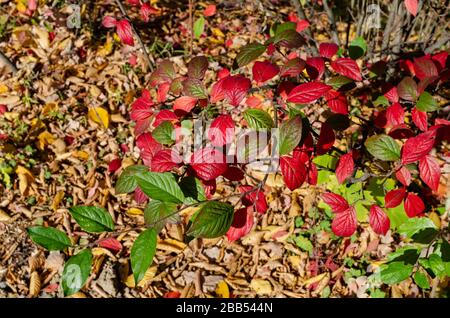 Cotoneaster splendens Strauch im Herbst. Schöne grüne und rote Blätter auf einem Busch in der Botanik in Polen. Stockfoto