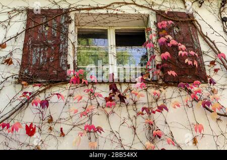 Blick auf die alte Hausfassade mit Holzfenster und veralteten roten Fensterläden. Schöne rosafarbene Traubenblätter (Parthenocissus tricuspidata) wölben sich an der Wand. Stockfoto