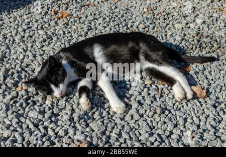 Schwarz-weiße Katze schläft am sonnigen Tag auf den zerkleinerten Steinen draußen. Draufsicht Stockfoto