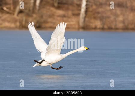 Whooper Schwan Start. Vom gefrorenen See abfahren. Whooper-Lauf. Whooper auf dem Eis. Stockfoto