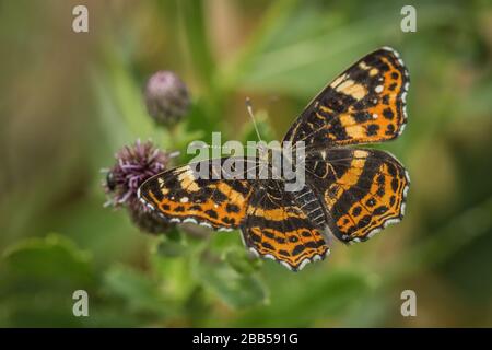 Schöne orangefarbene und schwarze Karte Schmetterling, Frühling und Sommer Form, auf violetter Distel mit offenen Flügeln sitzend. Sonniger Sommertag. Verschwommener grüner Hintergrund. Stockfoto