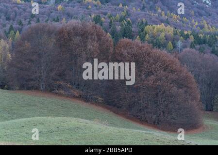 Natur Trentino Land, Gresta Valley, Italien Stockfoto