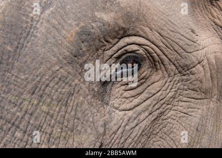 Indien, Madhya Pradesh, Bandhavgarh-Nationalpark. Asiatischer Elefant, Kopfdetails. Stockfoto