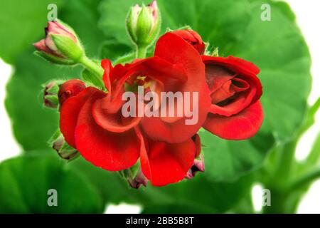 Bild in der Halle Blumen Geranium Pelargonium blüht in roten Blumen Stockfoto