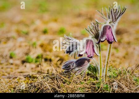 Büschel schöner Windblumen, Wiesenanemone, pasque-blumen mit dunkelviolettem Kelch wie Blume und behaartem Stielchen, der an einem Frühlingstag auf der Wiese wächst. Stockfoto