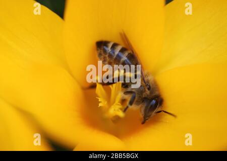 Biene auf gelbem Krokus Staubblätter, Honigbiene auf gelber Frühlings-Blume, Insekten auf Blume, Tierwelt, Natur, Schönheit in der Natur, Insekten auf Blumenmakro, Stockfoto Stockfoto