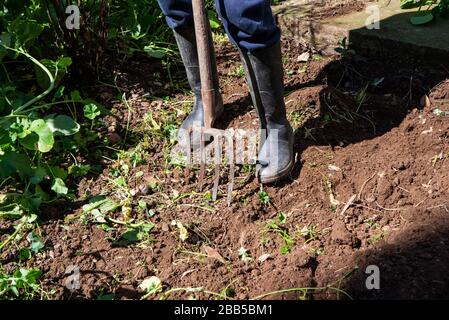 Der Mensch gräbt Federboden mit Spatinggabel. Arbeiten Sie in einem Garten Stockfoto