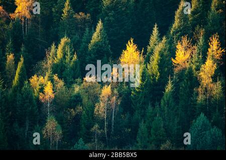 Wunderschöner immergrüner Wald mit Tannen und Orangenbirken im Herbst. Naturhintergrund, Landschaftsfotografie Stockfoto