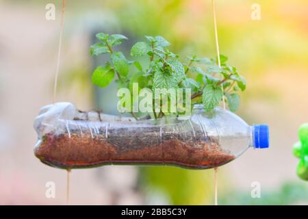 Pfefferminze aus recyceltem Kunststoffbehälter an Stockfoto