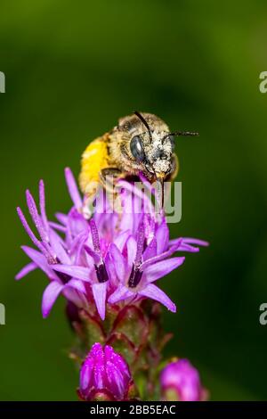 Biene sammelt Pollen auf einer Liatrisblüte auf einem grün verschwommenen Hintergrund Stockfoto