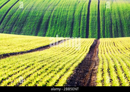 Grüne Weizenreihen und Wellen der landwirtschaftlichen Felder Südmährens, Tschechien. Kann wie Naturhintergrund oder Textur verwendet werden Stockfoto