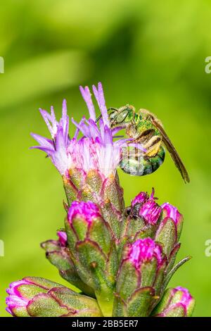 Grüne Biene sammelt Pollen auf einer Liatrisblüte auf einem grün verschwommenen Hintergrund Stockfoto