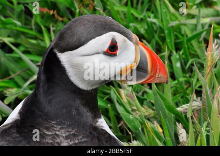 Puffin "Fratercula arctica" kommt von seiner Bursche unter der Grasdecke auf der Skomer-Insel vor der Pembrokeshire-Küste.Wales, Großbritannien, vor Stockfoto