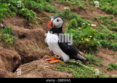 Puffin Fratercula arctica'' erscheint aus dem Fuchsbau unter mayweed Abdeckung auf der Insel Skomer vor der Pembrokeshire Coast. Wales, Großbritannien Stockfoto