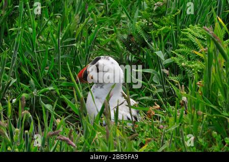 Ein ungewöhnlich markantes weißes Puffin 'Fratercula arctica' kommt von seinem Burschen unter dichter Bedeckung auf der Skomer-Insel vor der Pembrokeshire-Küste.Wales, Großbritannien, vor Stockfoto