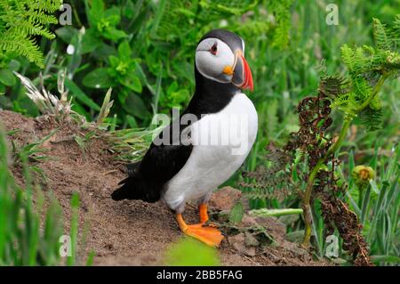 Puffin "Fratercula arctica" kommt von seiner Bursche unter der Grasdecke auf der Skomer-Insel vor der Pembrokeshire-Küste.Wales, Großbritannien, vor Stockfoto