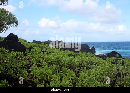 Scaevola taccada wächst an der vulkanischen Felsgrenze im Waianapanapa State Park mit dem Pazifischen Ozean im Hintergrund in Hana, Maui, Hawaii, USA Stockfoto