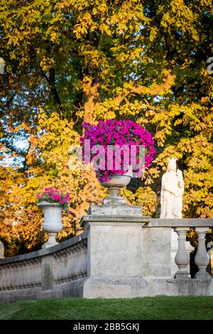 Puschia farbige Petunias in Jardin du Luxembourg, 6. Bezirk, Paris, Frankreich Stockfoto