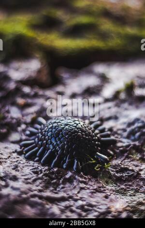 Seeigel auf Felsen. Makro Seeigel. Meereslebewesen am Korallenriffe und seinem Ökosystem in einem indonesischen Archipelag Stockfoto