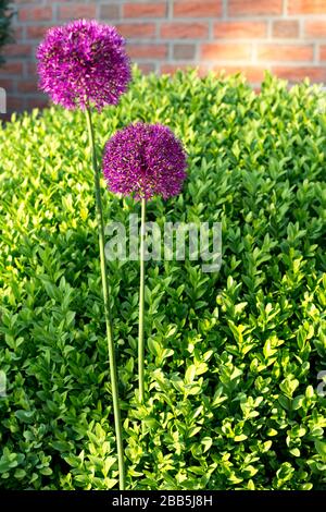 Allium hollandicum - lila Sensationsblume vor grüner Buchsbaumhecke und roter Ziegelmauer Stockfoto