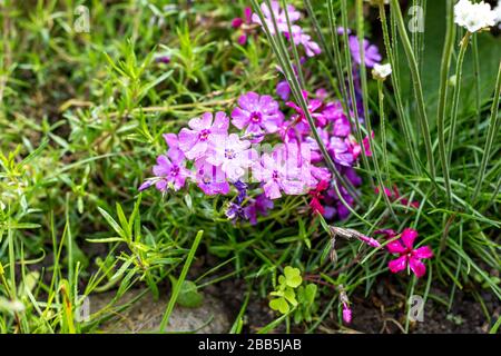 Rosa schleichende phlox Blumen mit Regentropfen in einem Garten Stockfoto