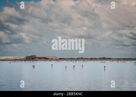 Rosa lange Beine Flamingo-Vögel in einem Teich an der Las Coloradas, salzrosa Lagune, in der Nähe von Rio Lagartos, Yucatan, Mexiko Stockfoto