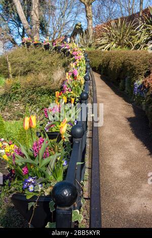 Frühlingsblumen bei strahlendem Sonnenschein im Gebiet Dingle des Quarry Park in Shrewsbury, Großbritannien Stockfoto