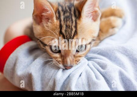 Ein bengalische Kätzchen sitzt in den Armen des Kindes und beißt spielerisch seine Hand Stockfoto