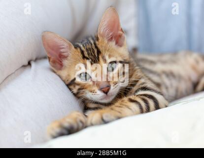 Ein bengalisches Kätzchen liegt auf dem Sofa und blickt auf die Kamera, das sich auf ein Kissen stützt Stockfoto