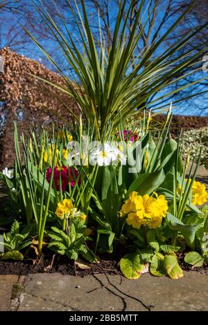 Frühlingsblumen bei strahlendem Sonnenschein im Gebiet Dingle des Quarry Park in Shrewsbury, Großbritannien Stockfoto