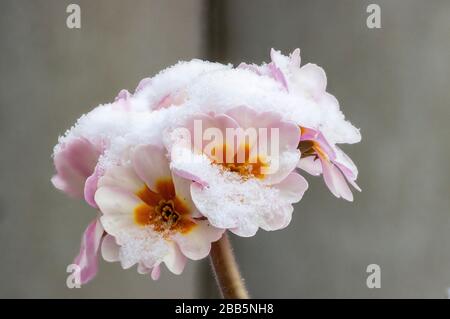 Die blassrosafarbenen Blumen der Primrose sind mit frisch gefallenem Schnee bedeckt Stockfoto